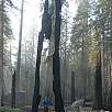 Efectos del fuego sobre el bosque de secuoyas -no tan malo como se podría pensar- / Ruta a pie Sequoia National Park | Bosque gigante de secuoyas  